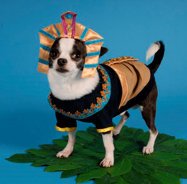 walmart dog costumes halloween