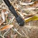 thumbnail image 4 of Funda de goma para bastones de trekking, 4 of 5