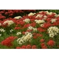 thumbnail image 2 of Heirloom Red Spider Lily (Lycoris Radiata) Bulbs Fall-Blooming Perennial for Southern Climates 5 Pcs, 2 of 7