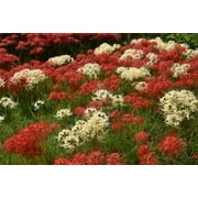 Heirloom Red Spider Lily (Lycoris Radiata) Bulbs Fall-Blooming Perennial for Southern Climates 5 Pcs