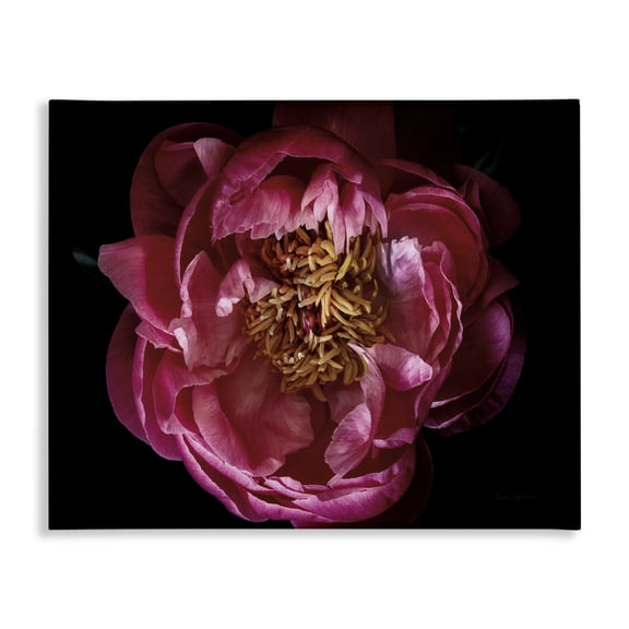 Stupell Industries Traditional Peony Flower Pistil Photograph Canvas Art, 20 x 16, by Floragraphica