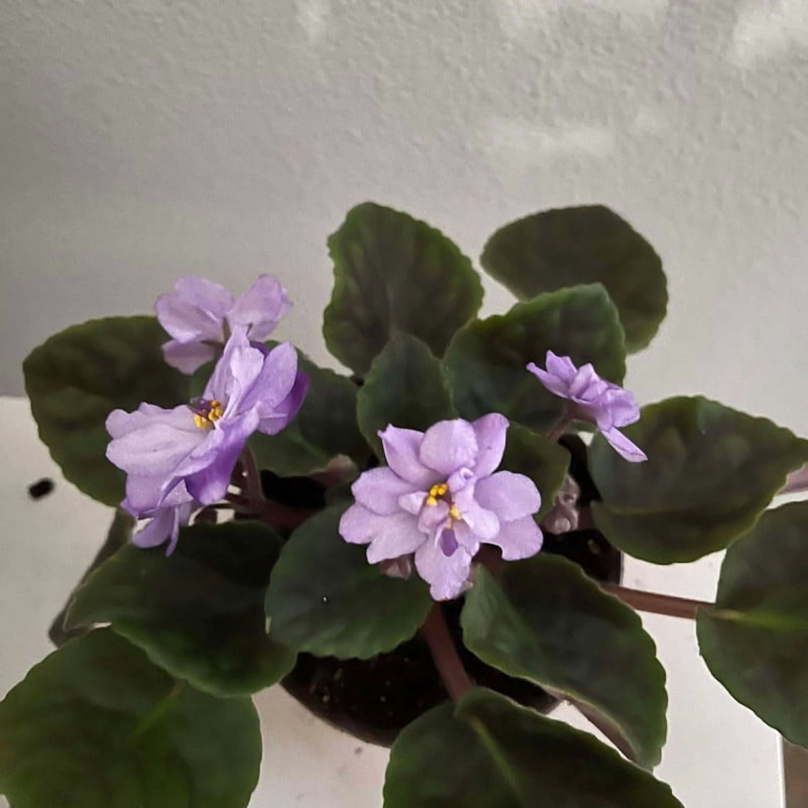 Light Blue African Violet Plants, Starter Pastel Light Blue Flowers, Compact African Violet Tree Indoor Houseplants for Small Spaces