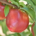 thumbnail image 4 of Direct Gardening Yumm Yumm Reachables Nectarine Dormant Bare Root Dwarf Fruiting Starter Tree, 4 of 6