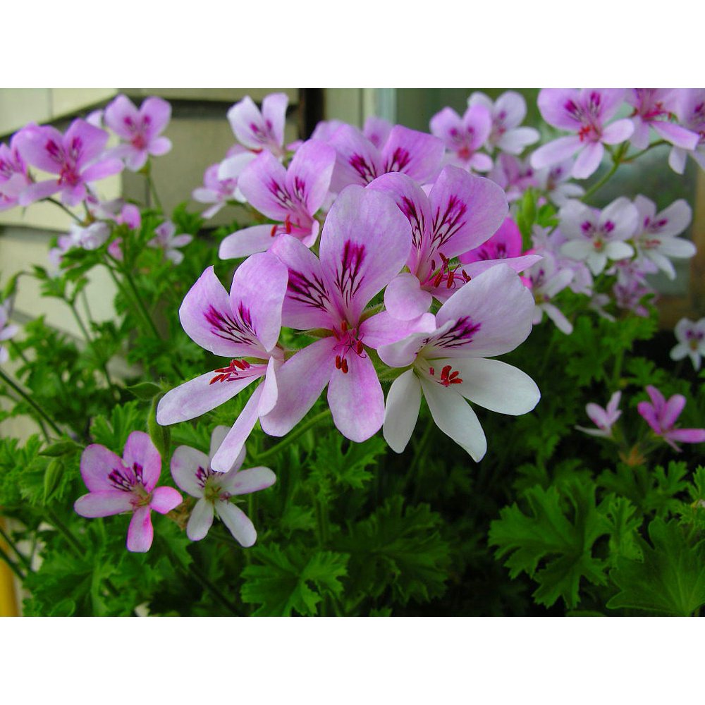 Sweet Mimosa Scented Leaf Geranium Sweet Fragrance Inside/Out