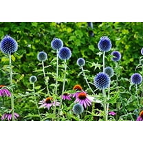 Globe Thistle Seeds for Planting - 30 Seeds - Exotic Blue Globe Thistle