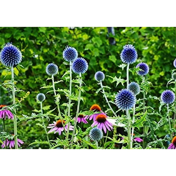 Globe Thistle Seeds for Planting - 30 Seeds - Exotic Blue Globe Thistle