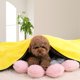thumbnail image 4 of Toalla absorbente de vellón de coral para mascotas, de secado rápido, para baño de perros grandes, medianos y pequeños, toalla de baño suave para gatos, 4 of 6