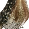 thumbnail image 3 of Benzara Feather Sitting Bird Accent Decor with Clips, Assortment of 3, Brown, 3 of 3