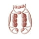 thumbnail image 5 of Masabraer de piernas Roder sujeción de piernas para equipos de culturismo en el muslo de la pantorrilla gimnasio Rosa, 5 of 8