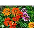 thumbnail image 3 of 30 Mixed Colors GAZANIA Rigens Treasure Flower Seeds, 3 of 11