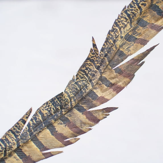 Faux Striped Pheasant Feather Pick Ribbon & Wire 30 inch Brown