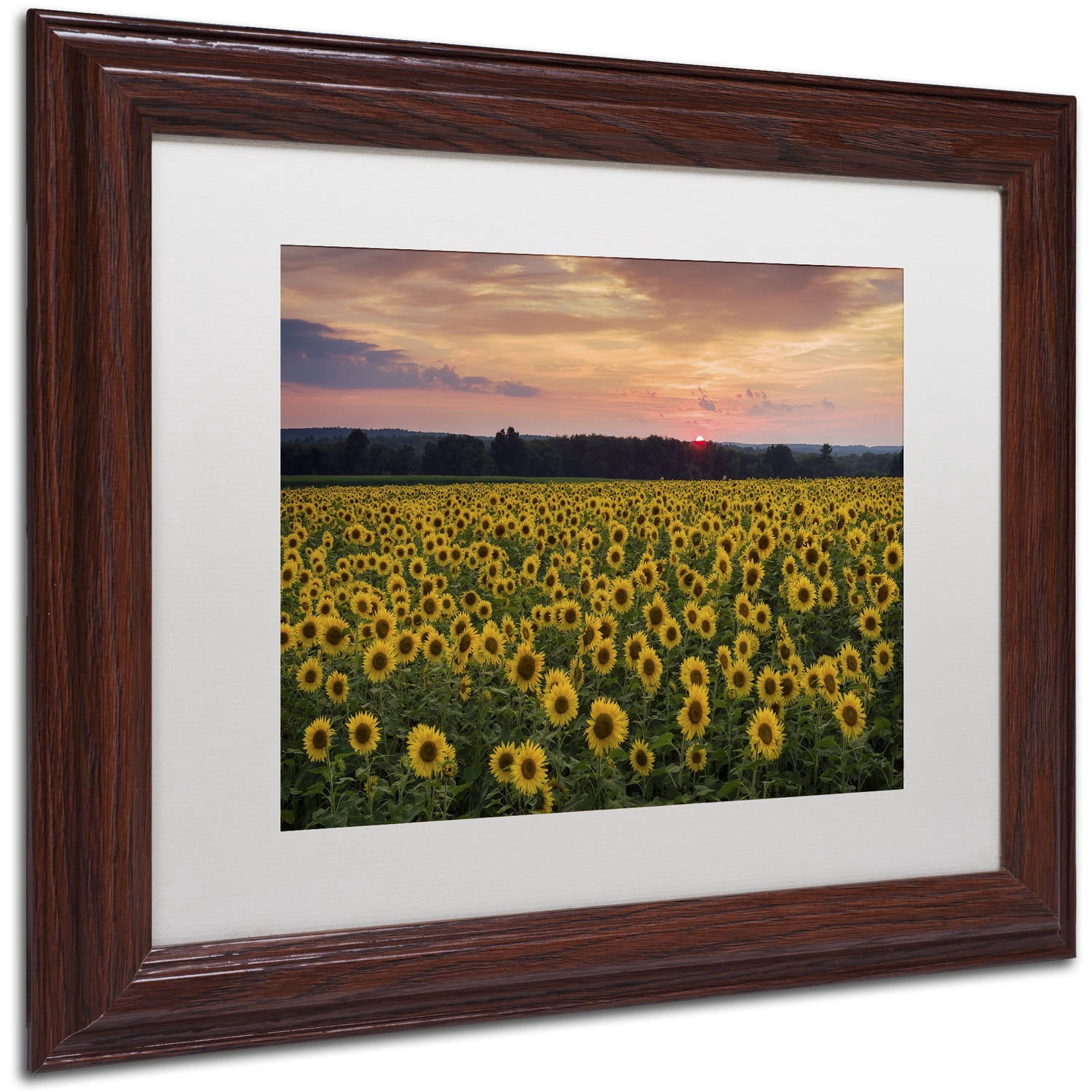 Trademark Fine Art "Sunflower Taps" Canvas Art by Michael Blanchette Photography White Matte, Wood Frame