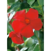 Mandevilla Tropical Plant, Giant Crimson Red Flower, Lot of 2 Starter Plants