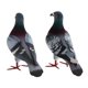 thumbnail image 4 of Adornos de paloma artificial shamjiam Figuritas de pájaros realistas 2 uds estilo C, 4 of 8