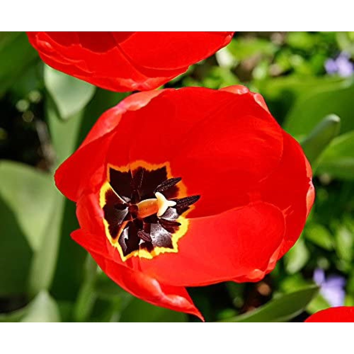 25 Parade Tulip Bulbs Tulipa Darwin Hybrid Prechilled Read for