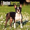 Boston Terriers 2016 Calendar