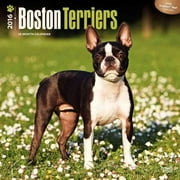Boston Terriers 2016 Calendar