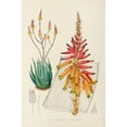 thumbnail image 2 of Illtyd Buller Pole-Evans 13x18 Black Ornate Wood Framed Double Matted Museum Art Print Titled - Aloe Pienarite (1921), 2 of 5