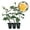3 Plants, variant on Love and Peace Rose Bush - Live Starter Plant in a 2 Inch Pot - Beautifully Fragrant Heirloom Rose from Florida - A Versatile Beauty with a Rich Fragrance
