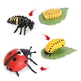 thumbnail image 3 of Ciclo de de un - Incluye réplicas de huevo larva crisálidas - Figuras educativas pintadas a mano para de 4 años en a Mariquita Baoblaze Enseñanza de las etapas del ciclo de vida, 3 of 8