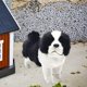 thumbnail image 3 of Estatuilla de Peluche Abrazable de Perro Pastor de Simulación Sunnimix, 3 of 8