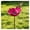 Pink, variant on Metal Flower Garden Stakes Bird Bath Handmade Bee Bath & Pollinator Water Station, Weather-Resistant Outdoor Yard Art Decor Gift for Bird Lovers