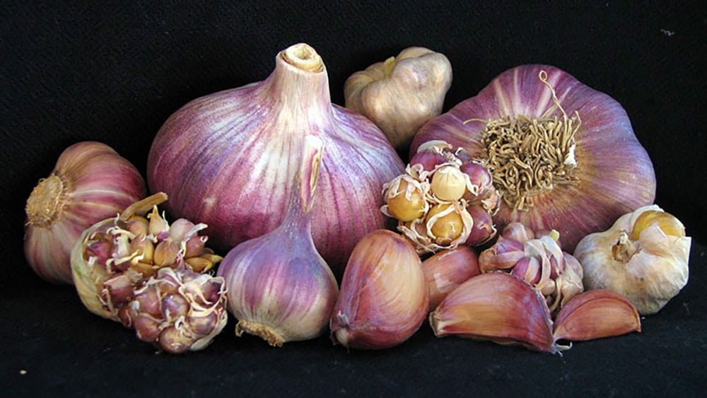 Rocambole German Red Garlic Bulb Strong and Spicy 3 Medium Bulbs