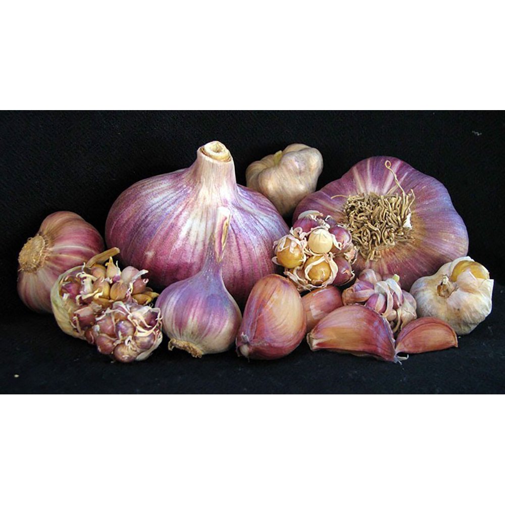 Rocambole German Red Garlic Bulb Strong and Spicy 3 Medium Bulbs