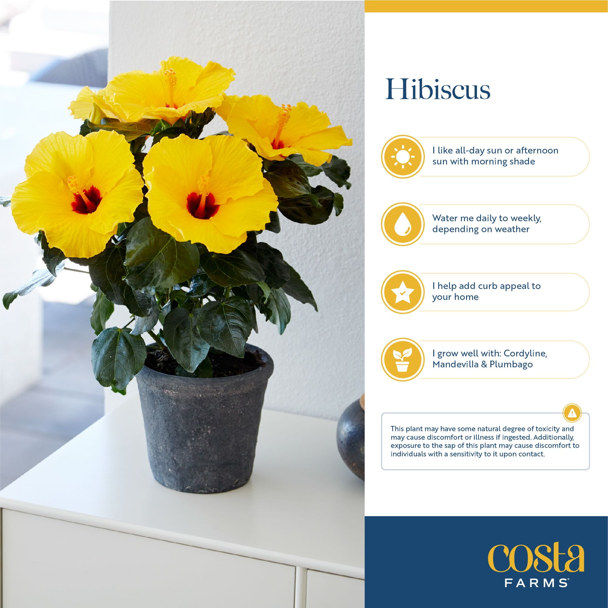 BloomSelect 18" Hibiscus Adonicus Live Outdoor Plant in 3QT Decor Pot (Orange, Yellow, Pink)