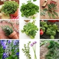 thumbnail image 3 of Sustainable Seed Culinary Herb Seed Collection w/ Greenhouse, 10 Variety, 100% Non-GMO Heirloom Basil, Chives, Cilantro, Dill, Lavender, Oregano, Parsley, Rosemary, Sage, and Thyme Herb Seeds, 3 of 7