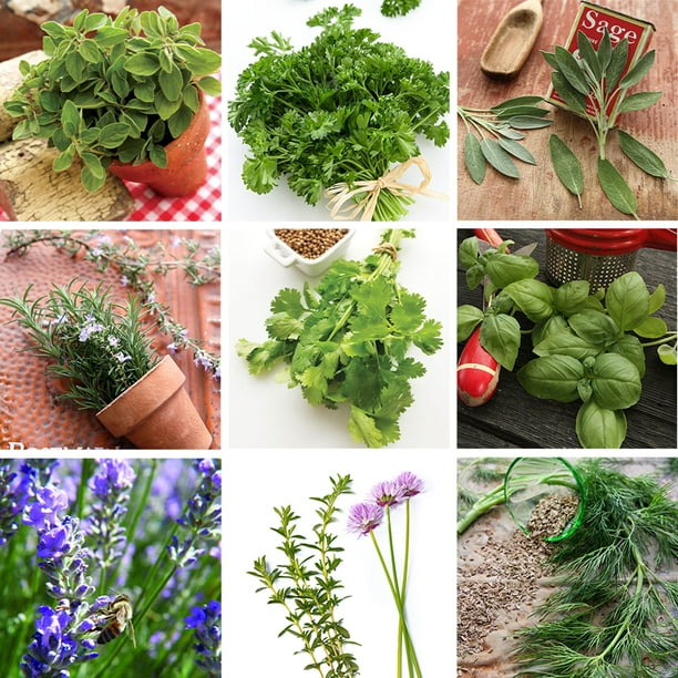 Sustainable Seed Culinary Herb Seeds Collection W Coco Coir Pellets And Growing Guide 10 Non Gmo Heirloom Varieties Basil Thyme Rosemary Oregano Lavender Sage Cilantro Chives And Dill Walmart Com Walmart Com