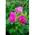 thumbnail image 2 of Engelbrecht, Lisa S. 23x32 White Modern Wood Framed Museum Art Print Titled - Beach rose, 2 of 4