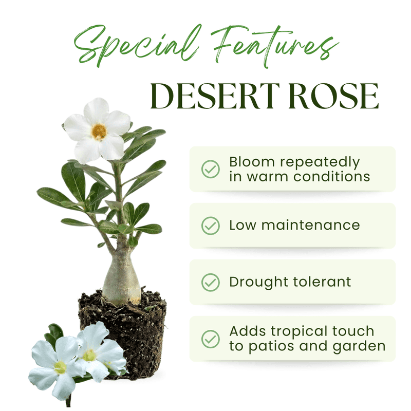 White Desert Rose Plant Live, Adenium Obesum Desert Rose, 4-8 Inc Tall, Perennia and Hardy Succulent for Indoor and Outdoor Planting