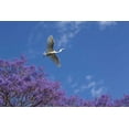 thumbnail image 2 of Paulson, Don 32x23 Gold Ornate Wood Framed with Double Matting Museum Art Print Titled - Mexico Great egret flying over jacaranda tree, 2 of 4