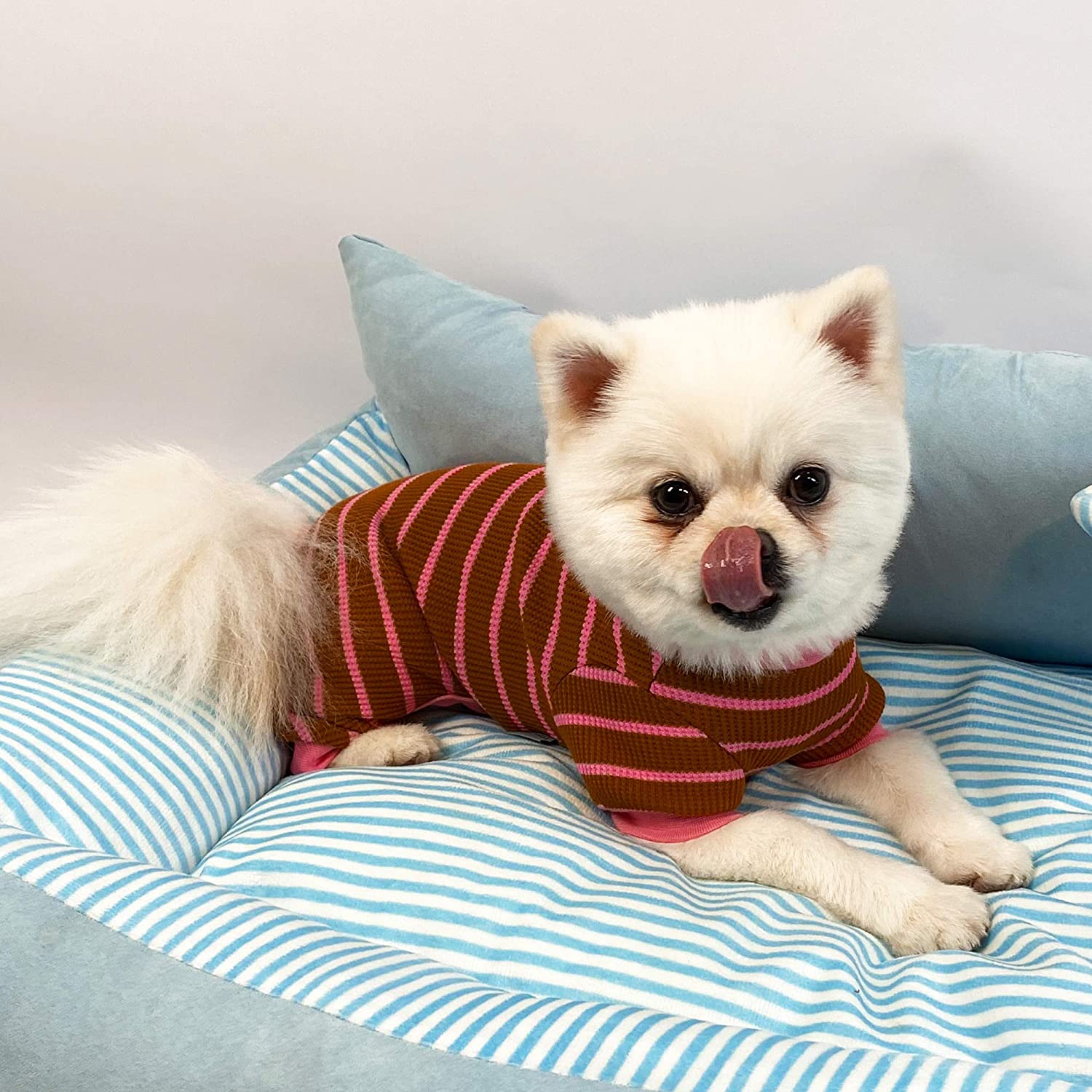 dog clothes for sale near me