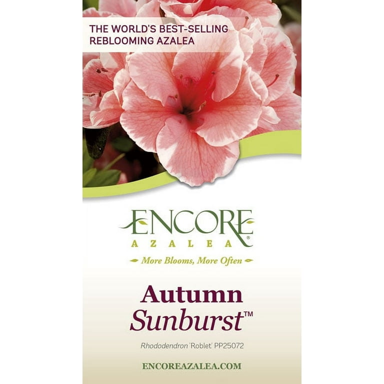Encore Azalea Autumn Sunburst (1 Gallon) Pink and White Encore Azalea Autumn Sunburst (1 Gallon) Pink and White