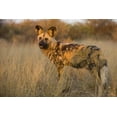 thumbnail image 2 of Zuckerman, Jim 32x23 Black Ornate Wood Framed with Double Matting Museum Art Print Titled - Africa, Namibia Wild dog close-up, 2 of 4