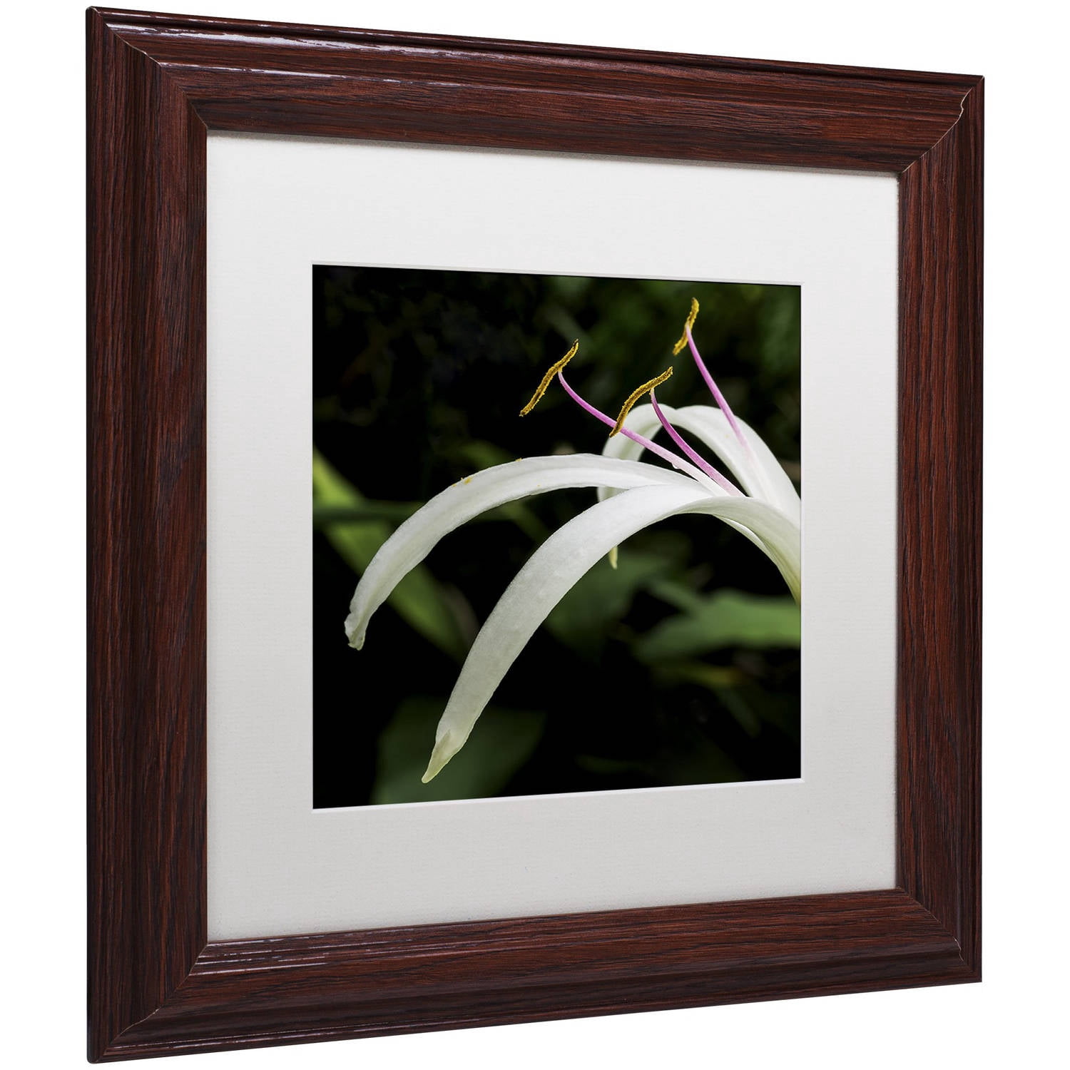 Trademark Fine Art "Graceful Lily" Canvas Art by Kurt Shaffer, White Matte, Wood Frame