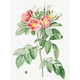 thumbnail image 2 of Redoute, Pierre Joseph 25x32 Gold Ornate Wood Framed with Double Matting Museum Art Print Titled - Pasture Rose, Highbush Carolina Rosebush, Rosa Carolina coryinbosa, 2 of 4