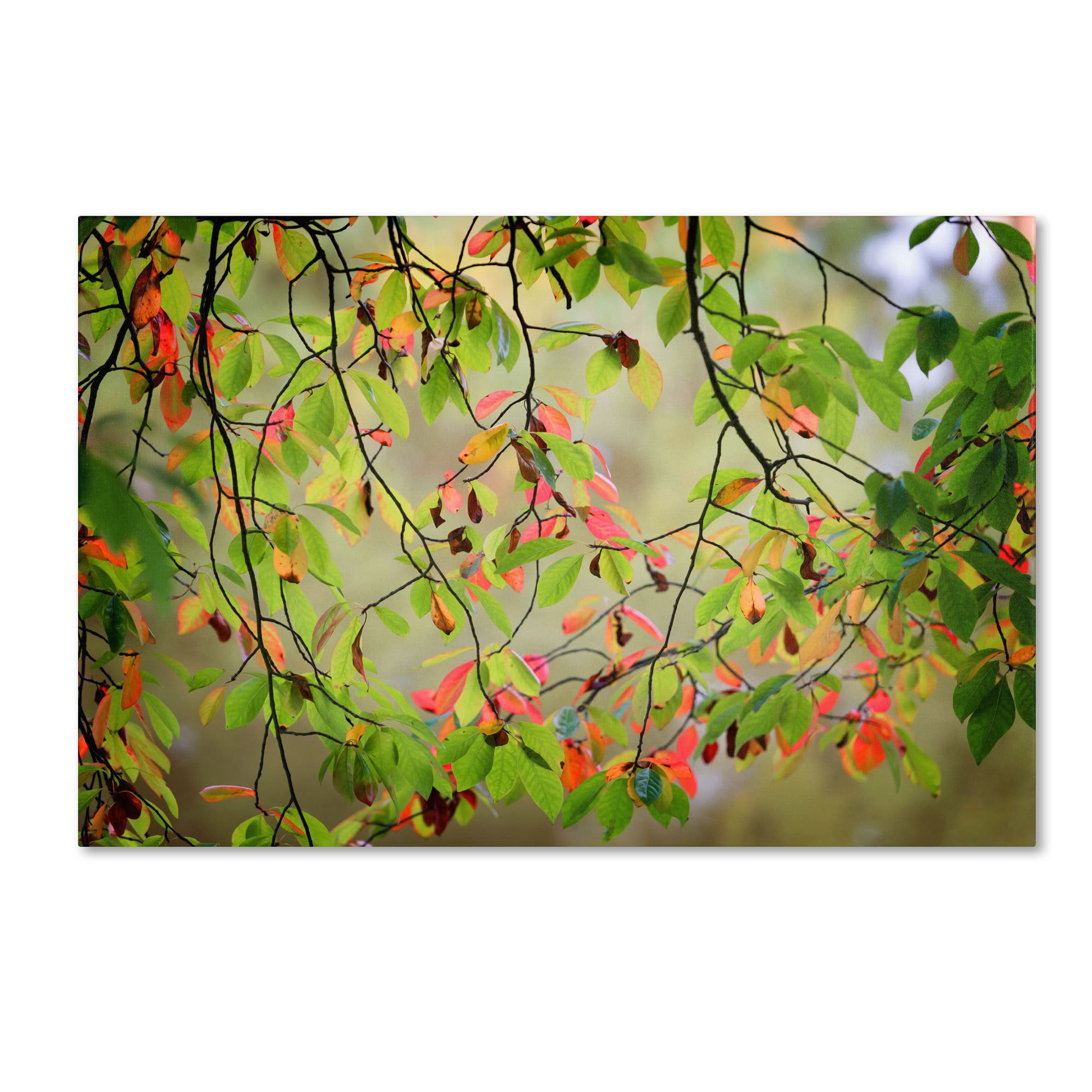 Trademark Fine Art "Leaves in the Wind" Canvas Art by Philippe Sainte-Laudy