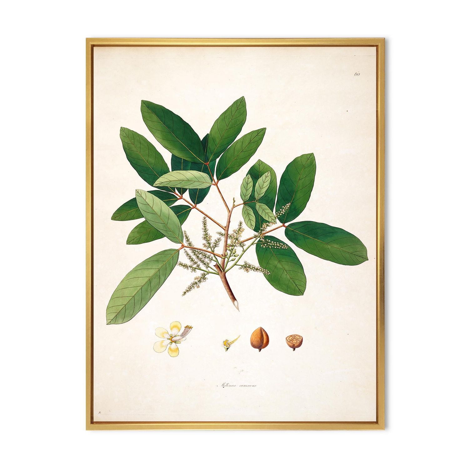 Designart Vintage Botanicals II FLOAT FRAME WALL ART