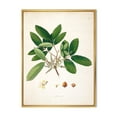 thumbnail image 1 of Designart Vintage Botanicals II FLOAT FRAME WALL ART, 1 of 4