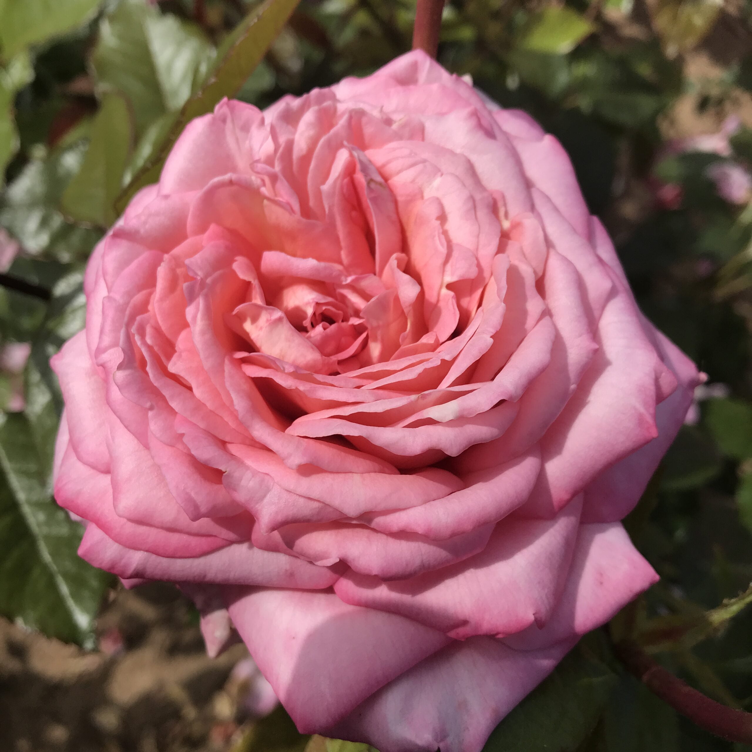 ♡Rose rose♡ Long Stem Pink Rose Bouquet