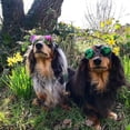 thumbnail image 4 of Gafas de sol divertidas y lindas para perros y gatos, gafas de sol de moda retro, gafas transparentes, protección para cachorros, gatos, profesores, gafas de soltero, accesorios para fotos de, 4 of 7