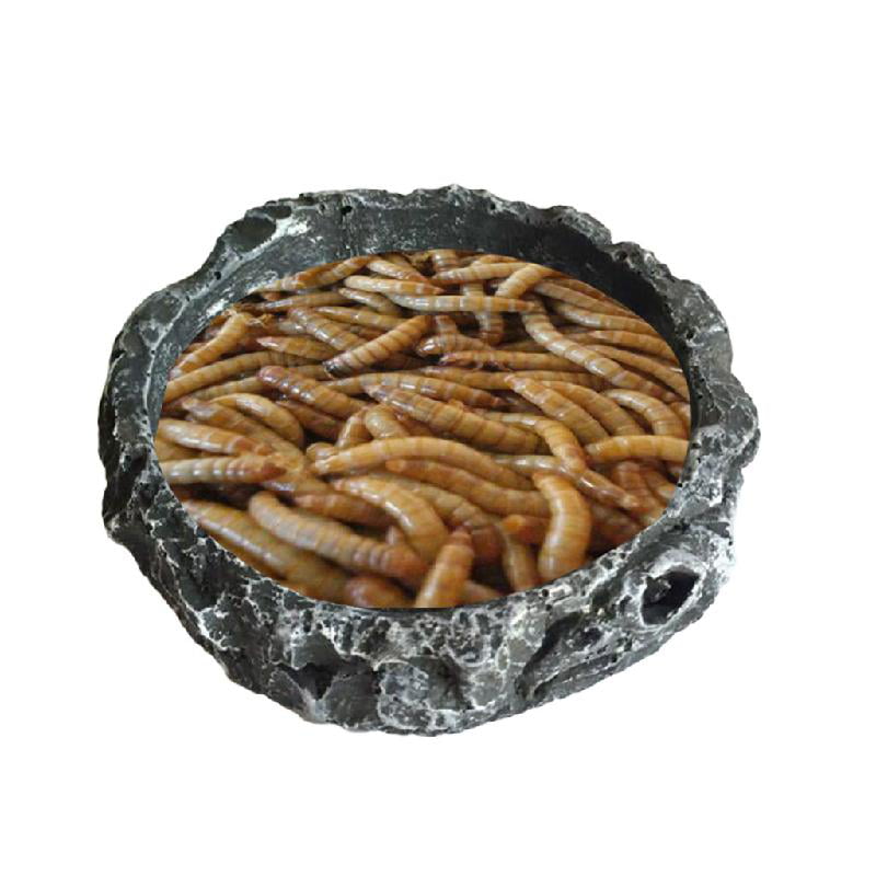 Roll Ceramic Worm Dish Meal Lizards Cragons Reptile for food mealworm 