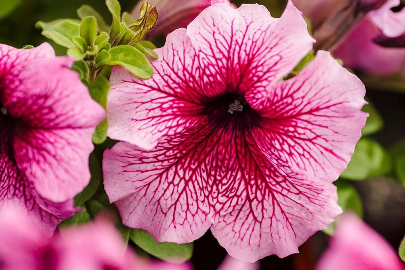 Expert Gardener 1.5 Gallon Perennial Petunia Limbo Orchid Veined Pet-Friendly Purple, Spring Live Plants Outdoor, Full Sun