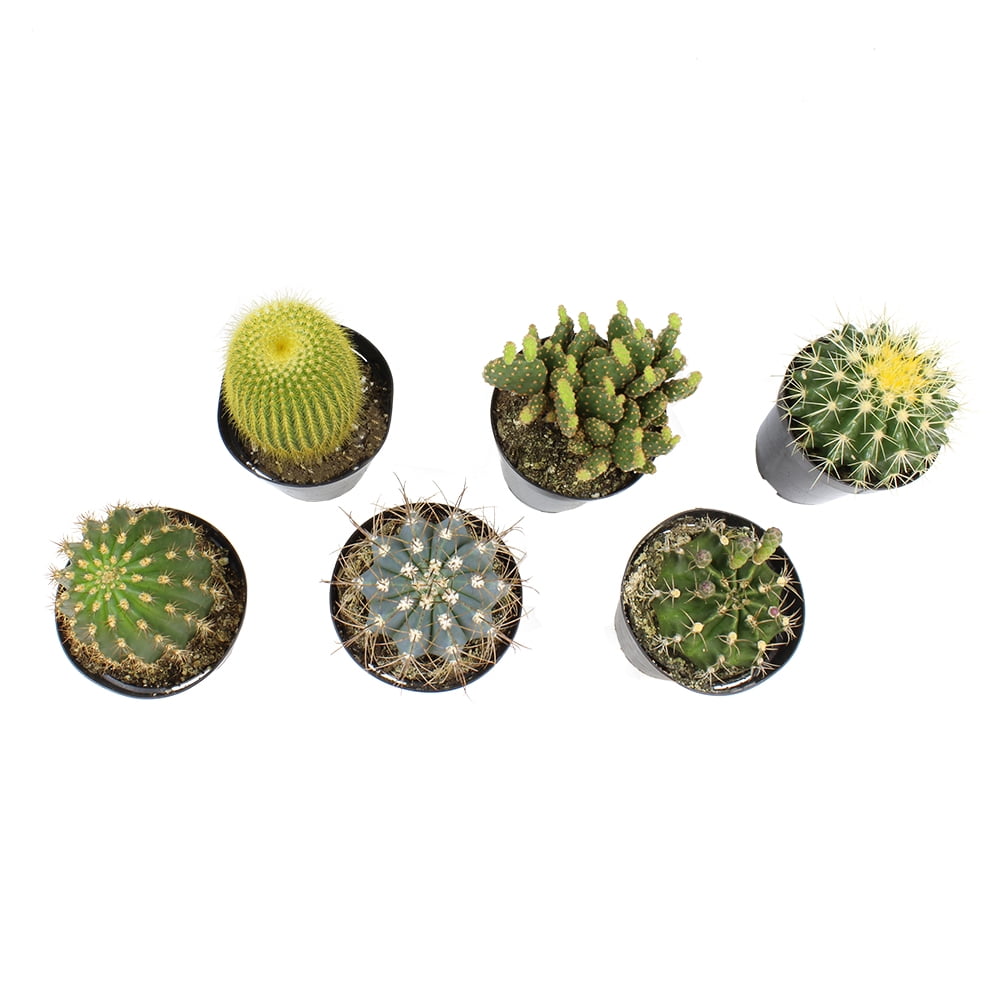 Element by Altman Plants Live Cactus Plants 6-Pack - Succulent Plants - Full Sun - 3.5-Inch Pots