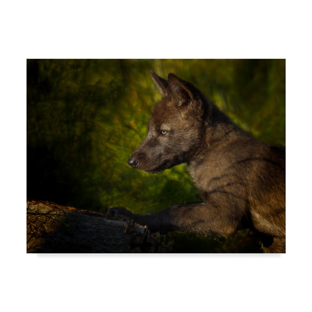 Trademark Fine Art 'Black Wolf Pup' Canvas Art by Galloimages Online
