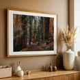 thumbnail image 4 of Walking the Path Through the Giants - California Photography Forest Nature Scenic Autumn Landscape Rustic Botanical Oak Framed Wall Art Print 5 x 7 inches, 4 of 6