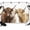 Brown, variant on 7x5ft Photo Backdrop, Farmhouse Yaks Soft Polyester Backdrop Curtains Photography Backdrops, Modern Oil Painting Animals Print Brushed Background for Photoshoots Studio Video Portrait Parties